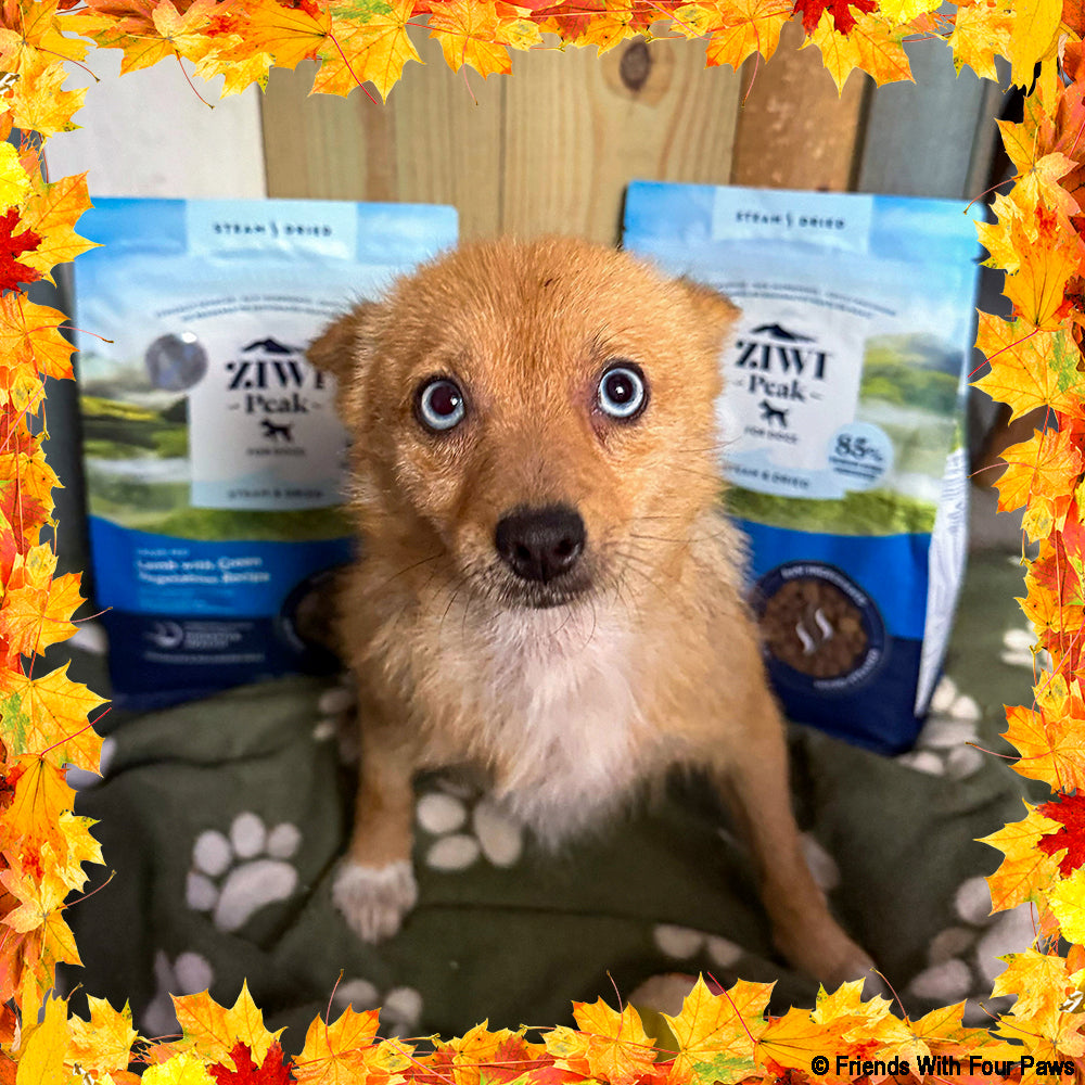 Thanksgiving Pet Food Drive | Help Feed 1 Million Shelter Pets