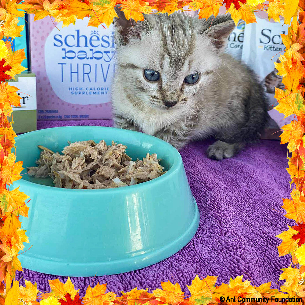 Thanksgiving Pet Food Drive | Help Feed 1 Million Shelter Pets