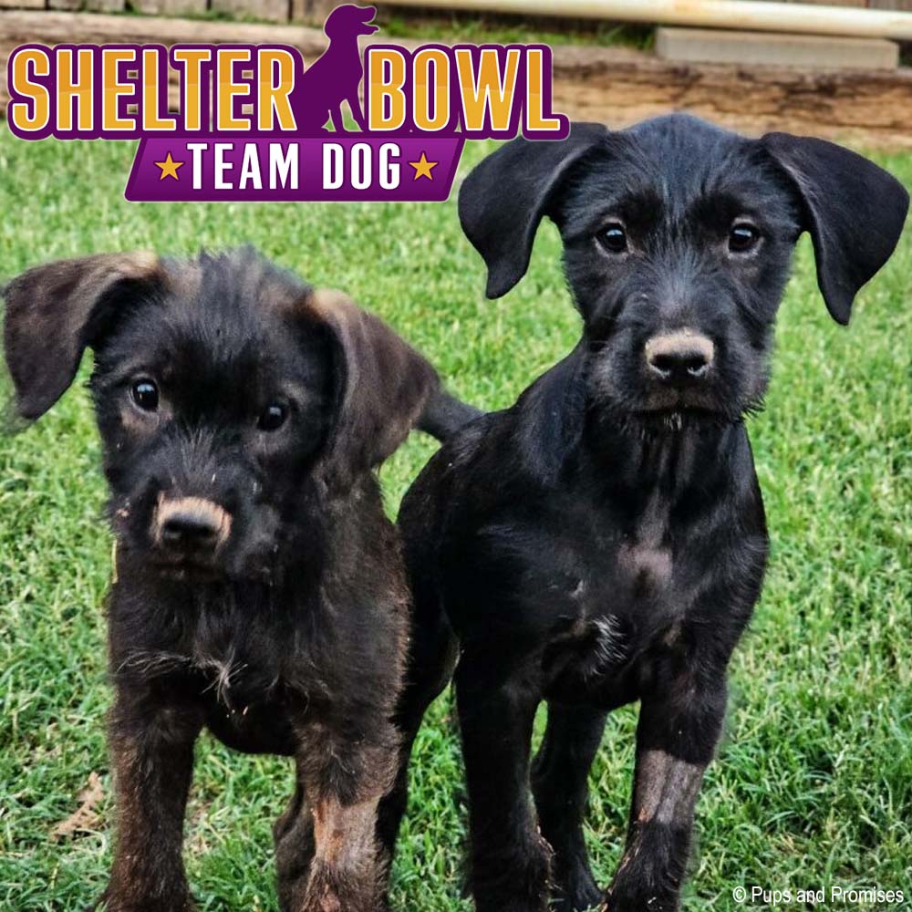 Shelter Bowl 2026: Feed Hungry Shelter Pets