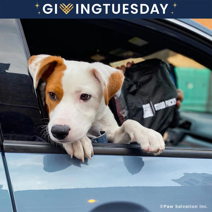 GivingTuesday: Send Good Packs to Homeless Americans and their Pets