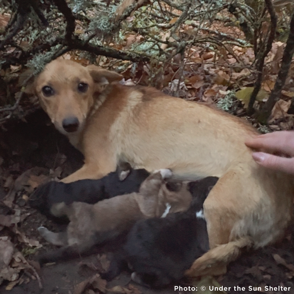Dog lying on the ground with nursing puppies in a forest setting