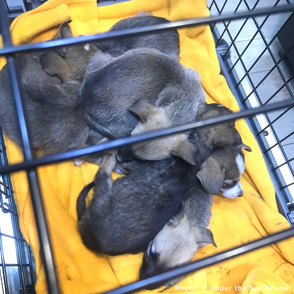 Funded: 36 Newborn Puppies Rescued from War Zone Need Care