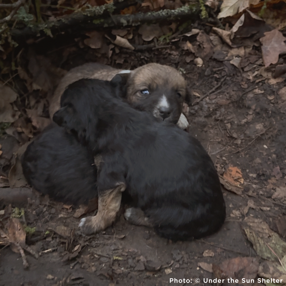 Three puppies, two black and one brown, sitting on a leaf-covered ground.
