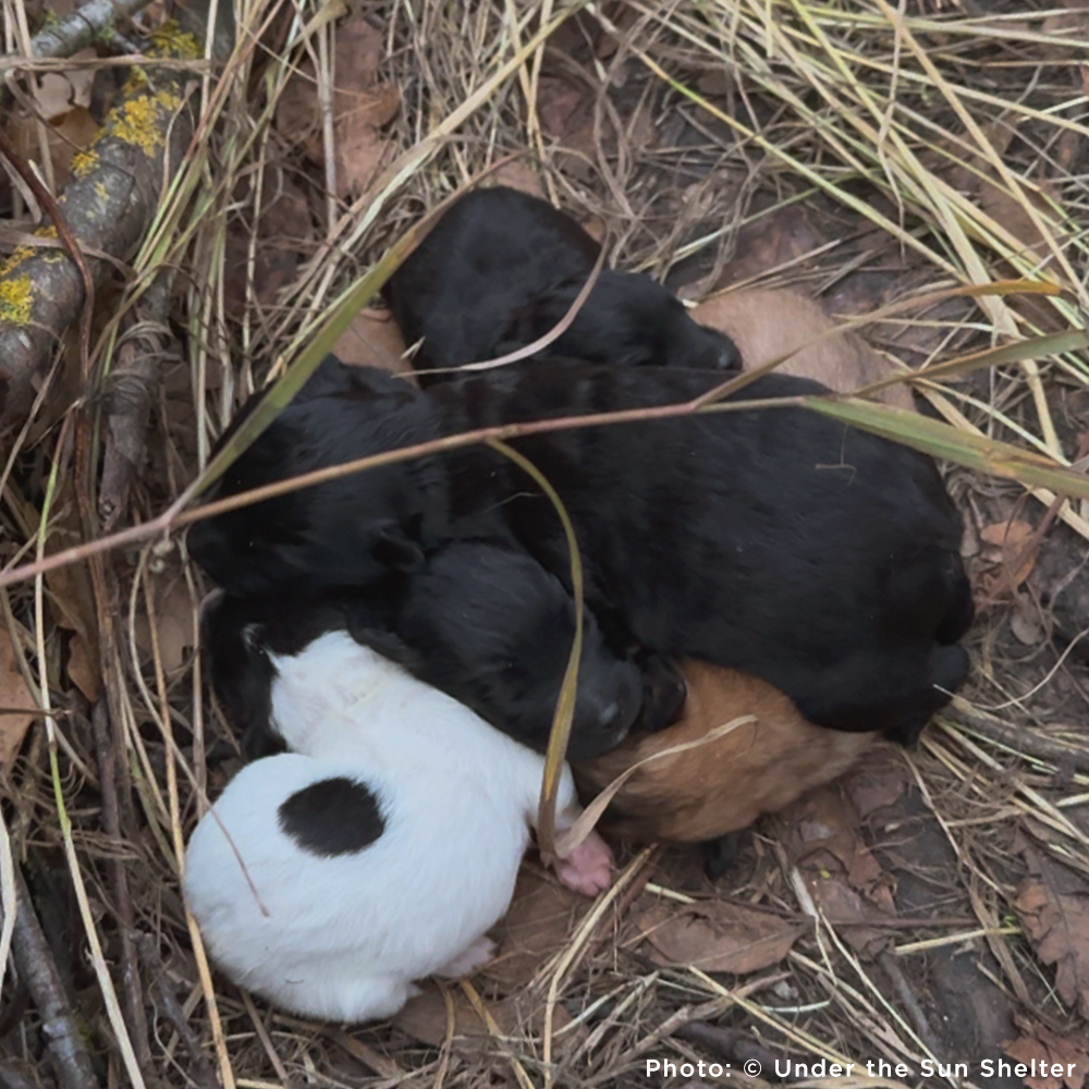 Litter of several black, brown, and white puppies huddled together on dry grass and leaves.
