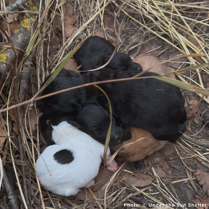 Litter of several black, brown, and white puppies huddled together on dry grass and leaves.