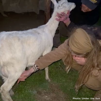 Pregnant and Injured Goats Rescued from Slaughter Truck Need Medical Care