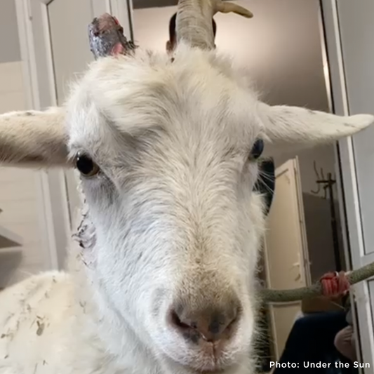 Pregnant and Injured Goats Rescued from Slaughter Truck Need Medical Care