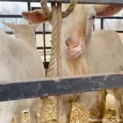Pregnant and Injured Goats Rescued from Slaughter Truck Need Medical Care