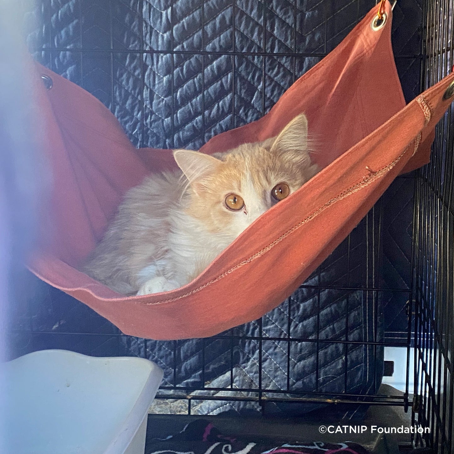 Crazy for Cats: Provide Essentials for Cats & Kittens In Need