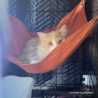 Crazy for Cats: Provide Essentials for Cats & Kittens In Need