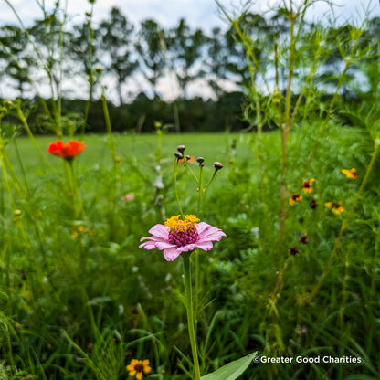 Plant Flowers to Save Bees & Other Natural Wildlife