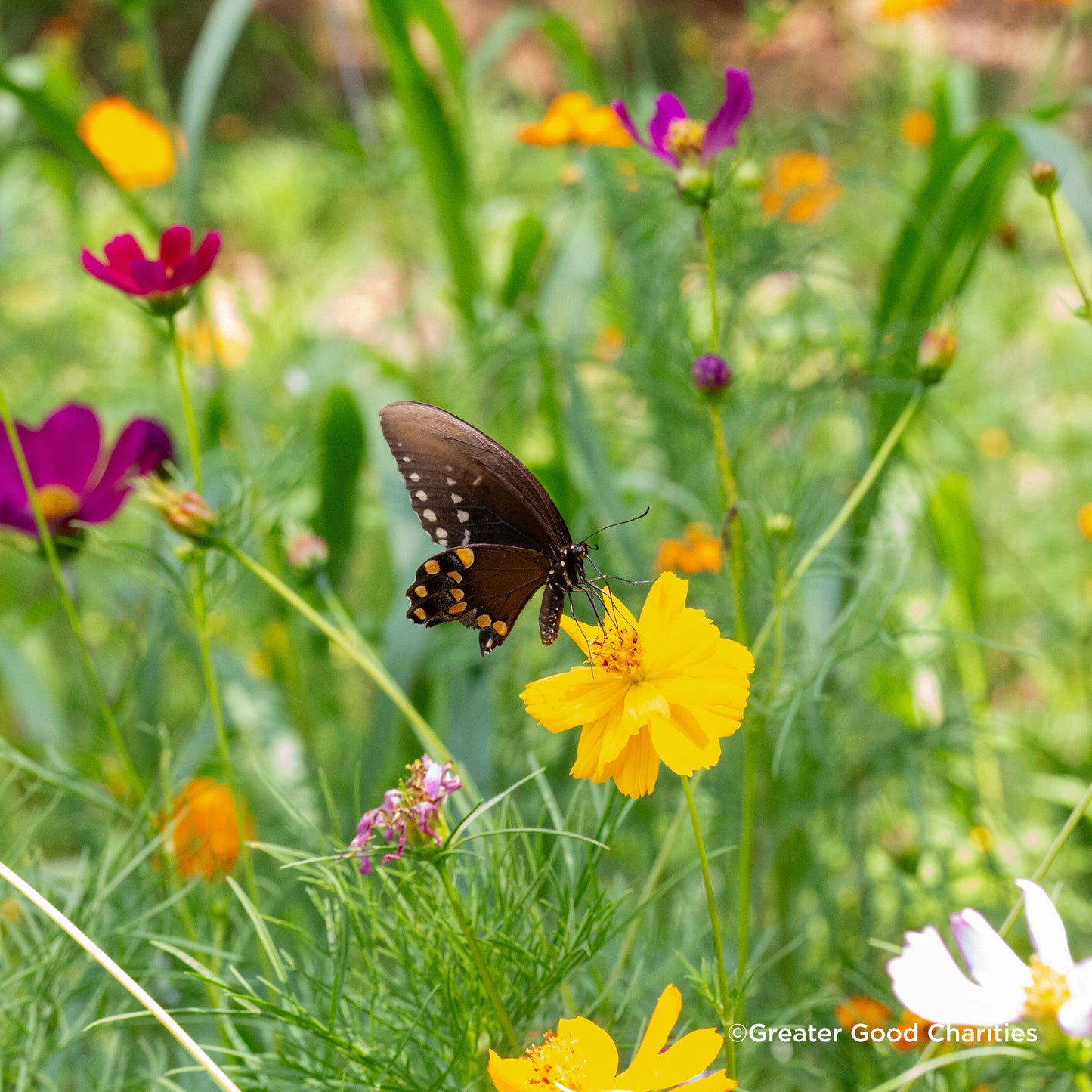 Plant Flowers to Save Bees & Other Natural Wildlife