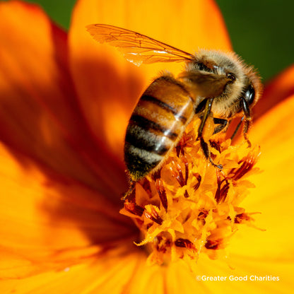 Plant Flowers to Save Bees & Other Natural Wildlife