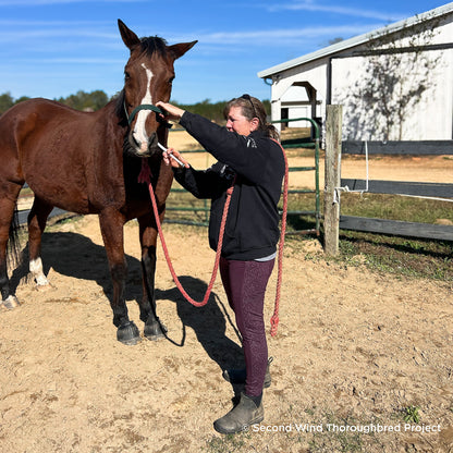 Provide Essential Supplies to Horses in Need