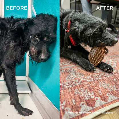 Send Much Needed Supplies To Dogs Every Month