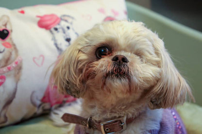 Keep Domestic Violence Victims and Their Pets Together