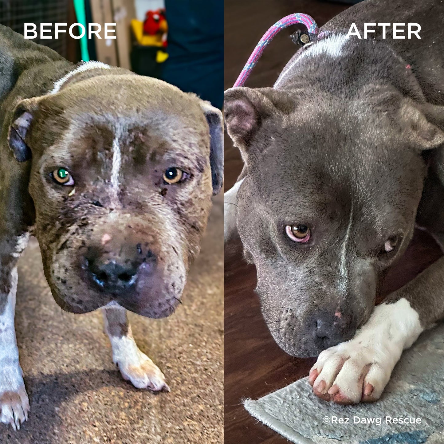 Emergency Pet Rescue & Care