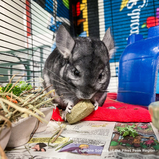 Send Supplies to Hamsters, Guinea Pigs and Other Small Animals