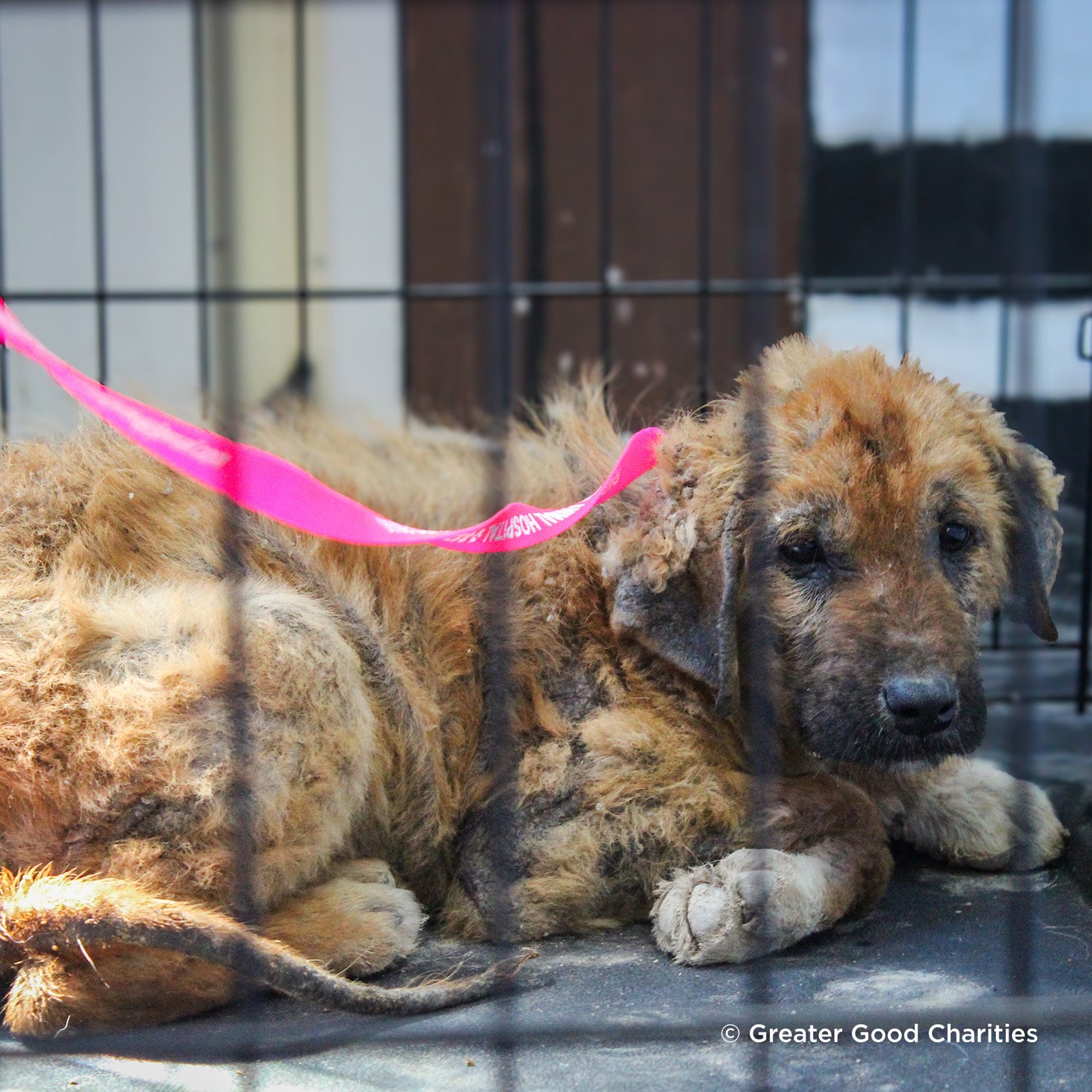 Ready For Adoption: Provide Essential Grooming Supplies to Save Pets' Lives