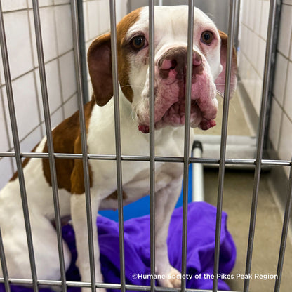 Send Much Needed Supplies To Dogs Every Month