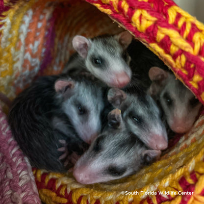 Send Life-Saving Care to Wildlife Animals