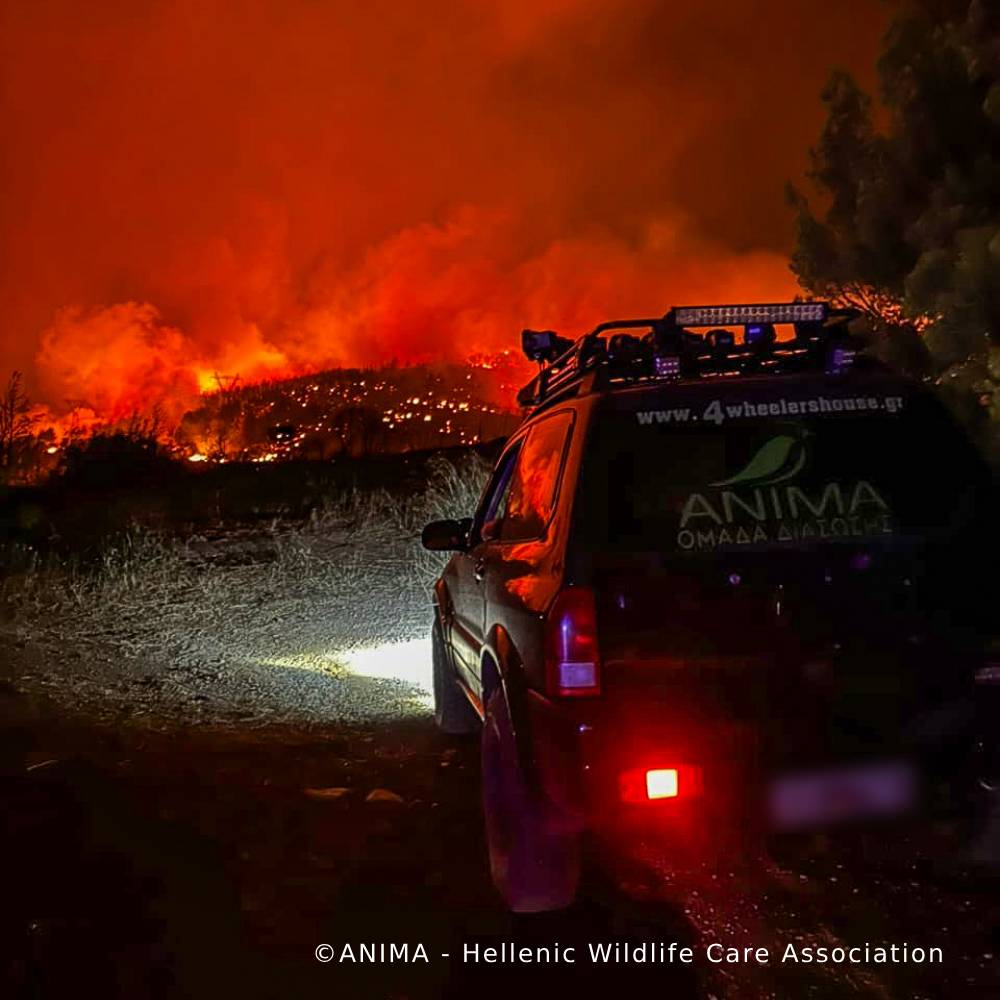 Send Urgent Aid to Families and Pets During Greece Wildfires