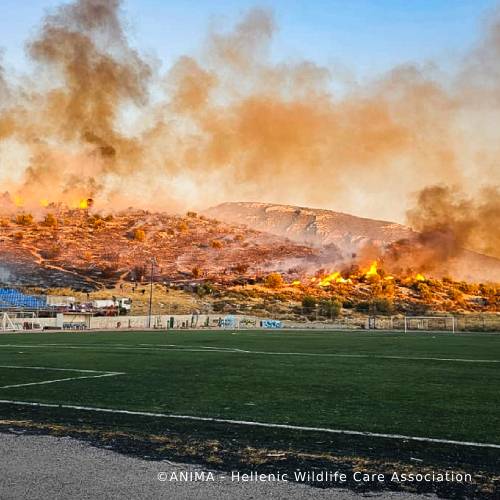 Send Urgent Aid to Families and Pets During Greece Wildfires