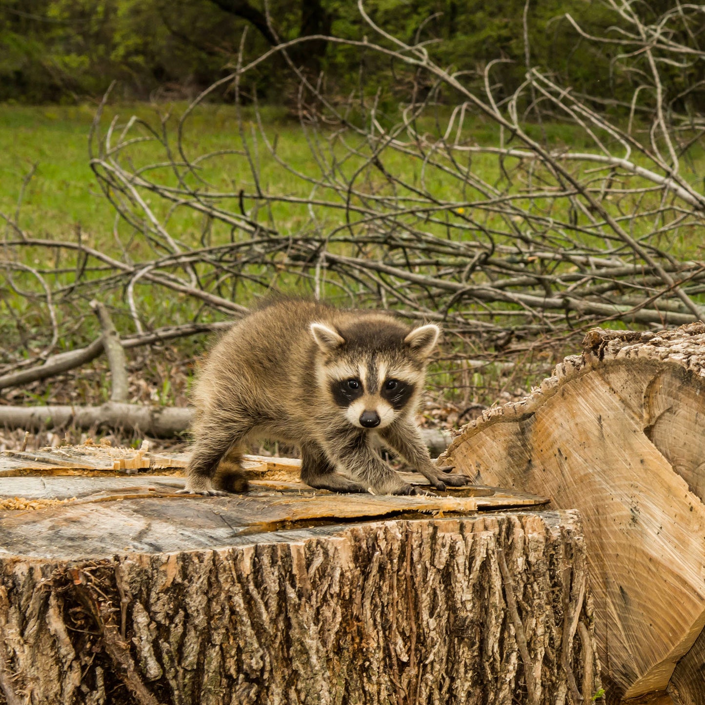 Give the Earth a Gift: Plant a Tree