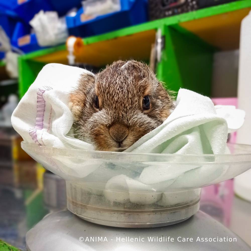 Wildlife Rescued From Fires Need Care and Support to Be Released