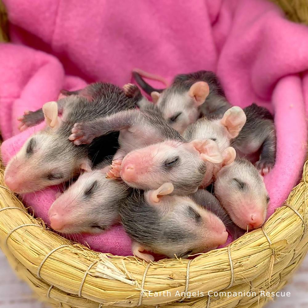 Send Life-Saving Care to Wildlife Animals