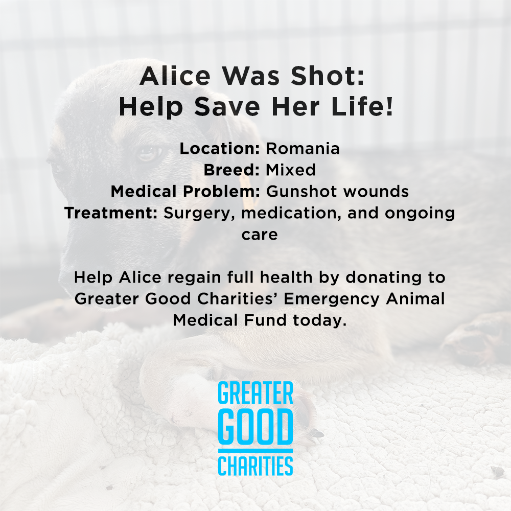 Funded: Alice Was Shot: Help Save Her Life
