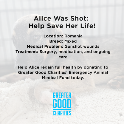 Funded: Alice Was Shot: Help Save Her Life