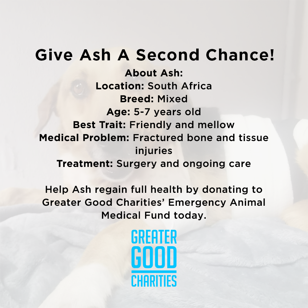 Funded - Give Ash a Second Chance