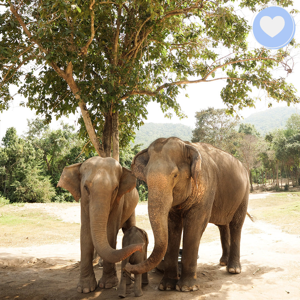 Project Peril: Help Save the Asian Elephant