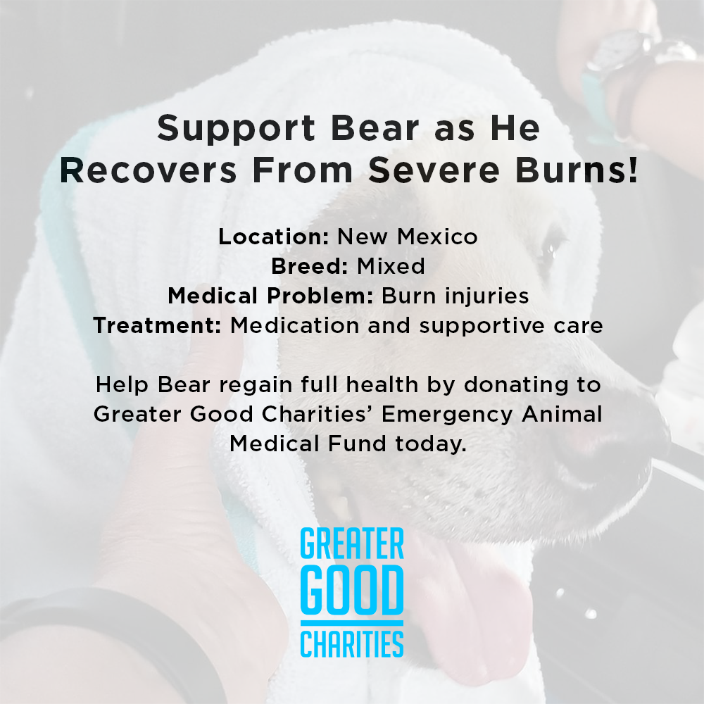 Support Bear as He Recovers From Severe Burns