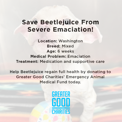 Save Beetlejuice From Severe Emaciation