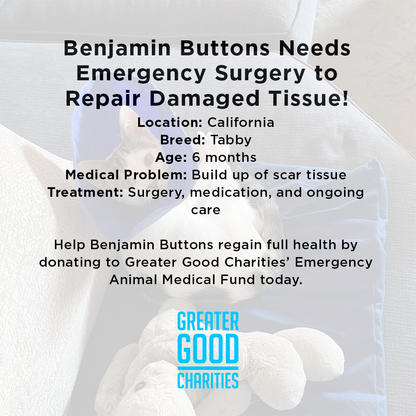 Funded: Benjamin Buttons Needs Emergency Surgery to Repair Damaged Tissue