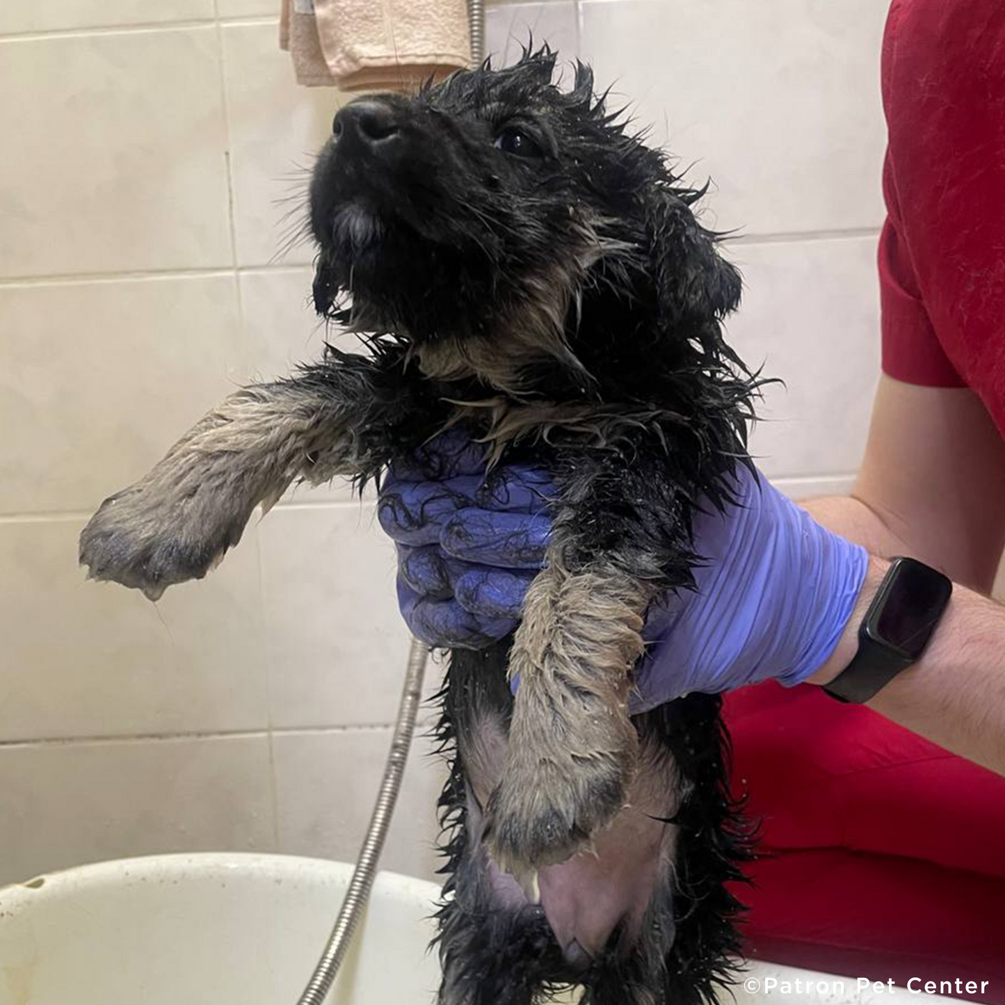 Funded: Help Malnourished Puppy Rescued From War Zone