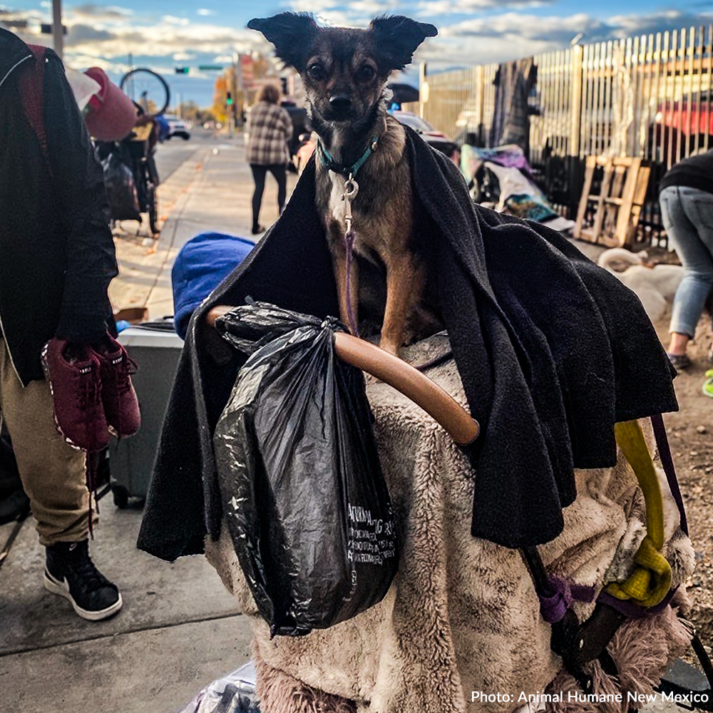 Send Desperately Needed Blankets to Homeless and Their Pets Before Winter