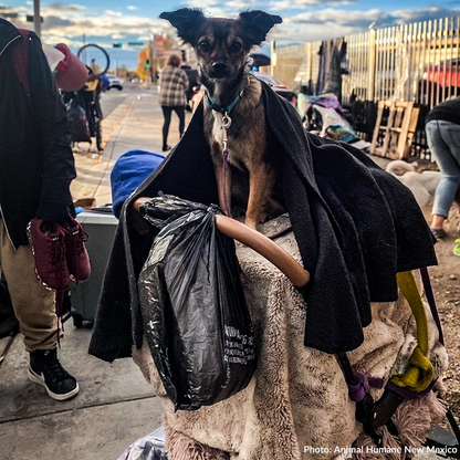 Send Desperately Needed Blankets to Homeless and Their Pets Before Winter