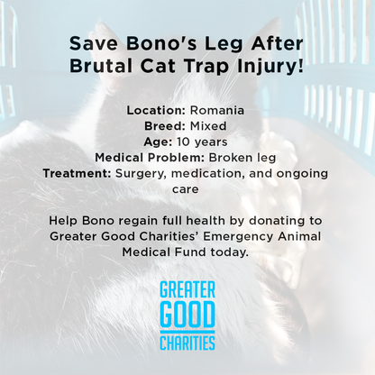 Funded: Save Bono's Leg After Brutal Cat Trap Injury