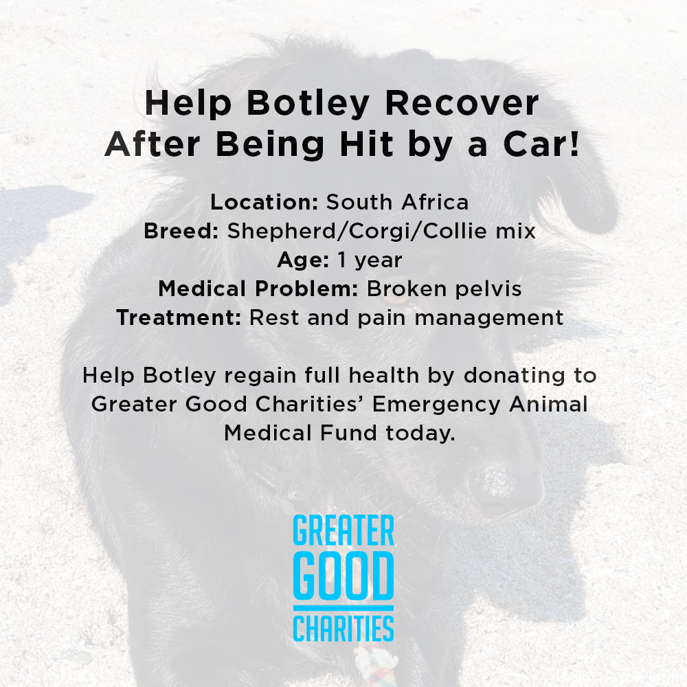 Funded: Help Botley Recover After Being Hit by a Car