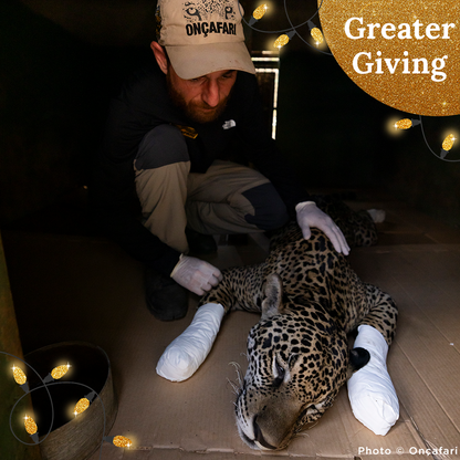 Endangered Jaguars Burned in Horrific Wildfires Need Your Help this Holiday Season