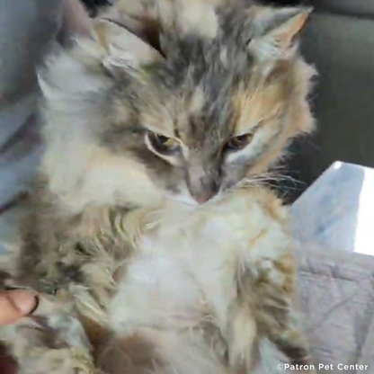 Funded: Help Senior Cat Rescued From Frontlines Heal