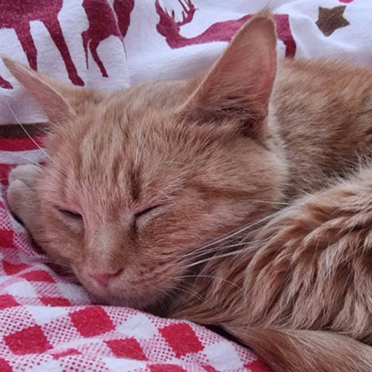 Funded: Busya the Beautiful Cat Warrior is in the Fight of Her Life