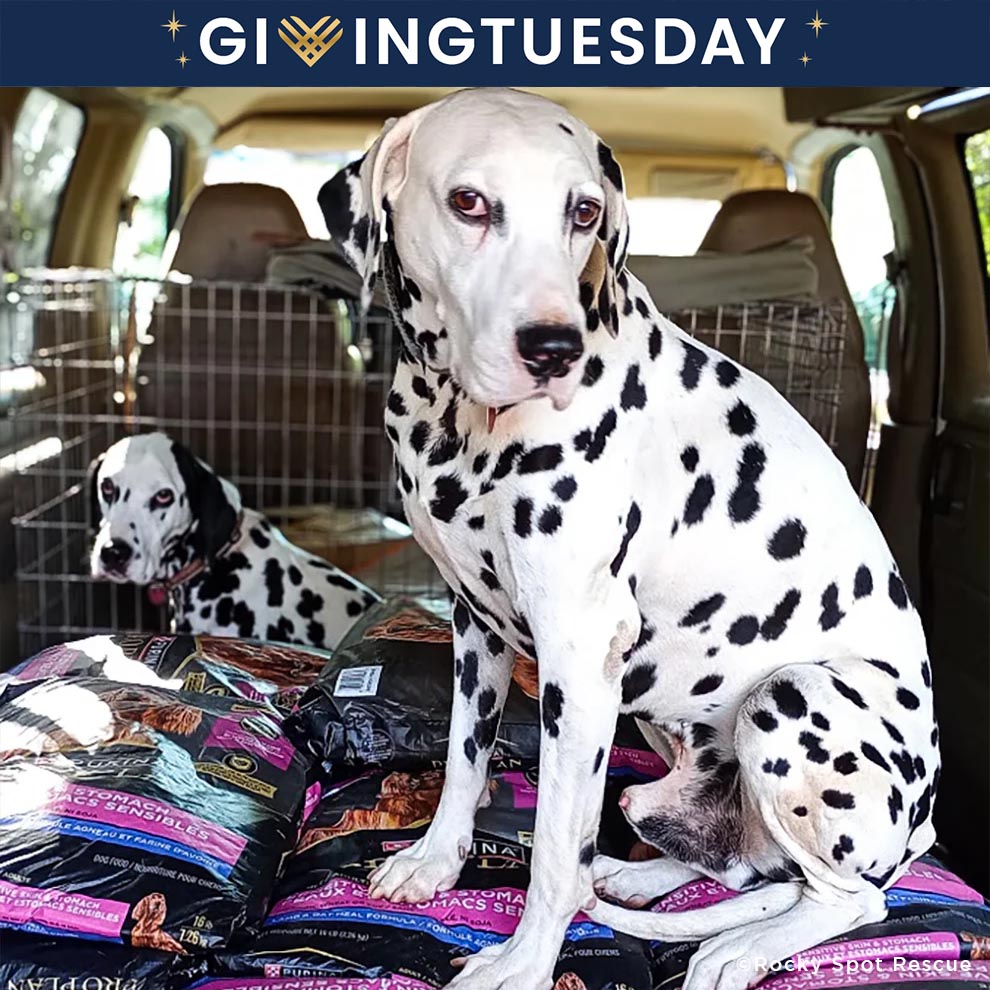 GivingTuesday: Care Package Drive for Shelter Pets