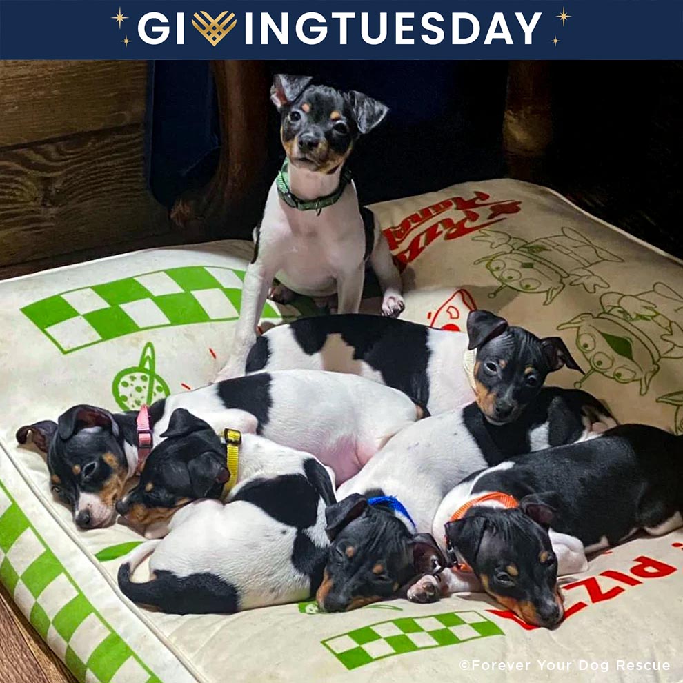 GivingTuesday: Care Package Drive for Shelter Pets