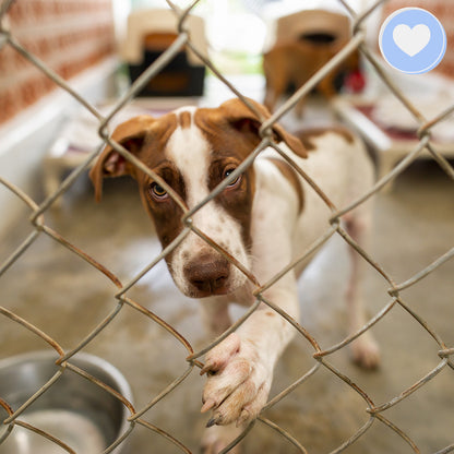 Care Packages for Shelter Pets