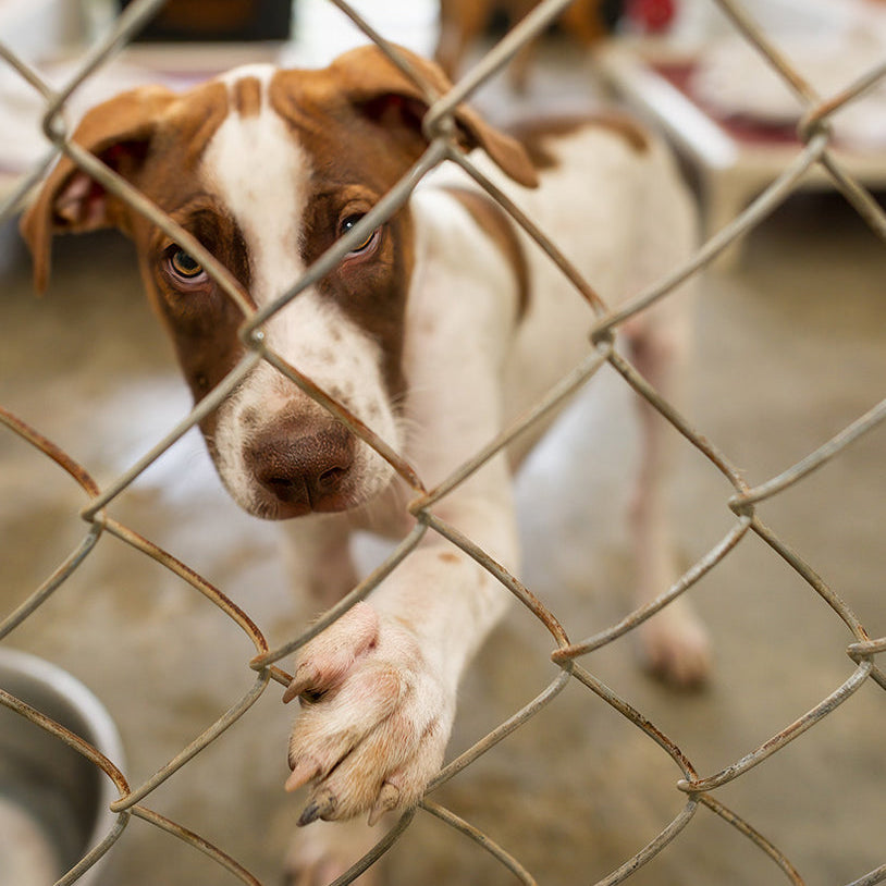 Send a Care Package to a Shelter Pet