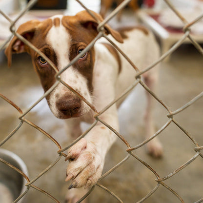 Send a Care Package to a Shelter Pet